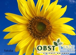 Grußkarte Sonnenblume zum Obstkorb